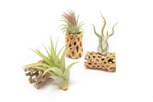 Air Plant and Cholla Wood Holder
