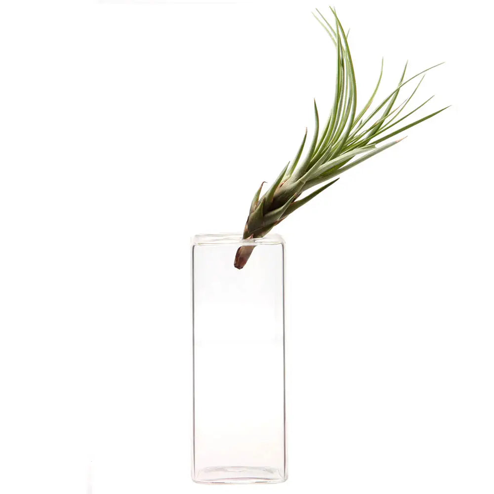 Chive Hudson 4 Cube Vase