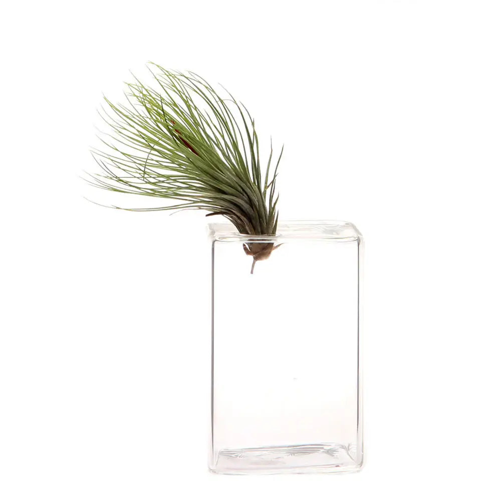 Chive Hudson 4 Cube Vase